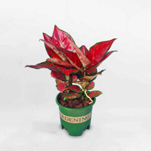 cây vạn lộc son