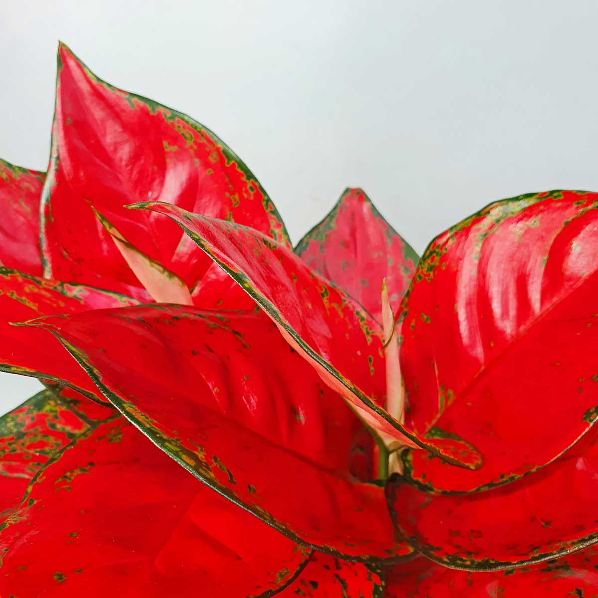 cay van loc son de ban 2