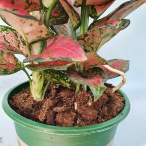 cây vạn lộc son