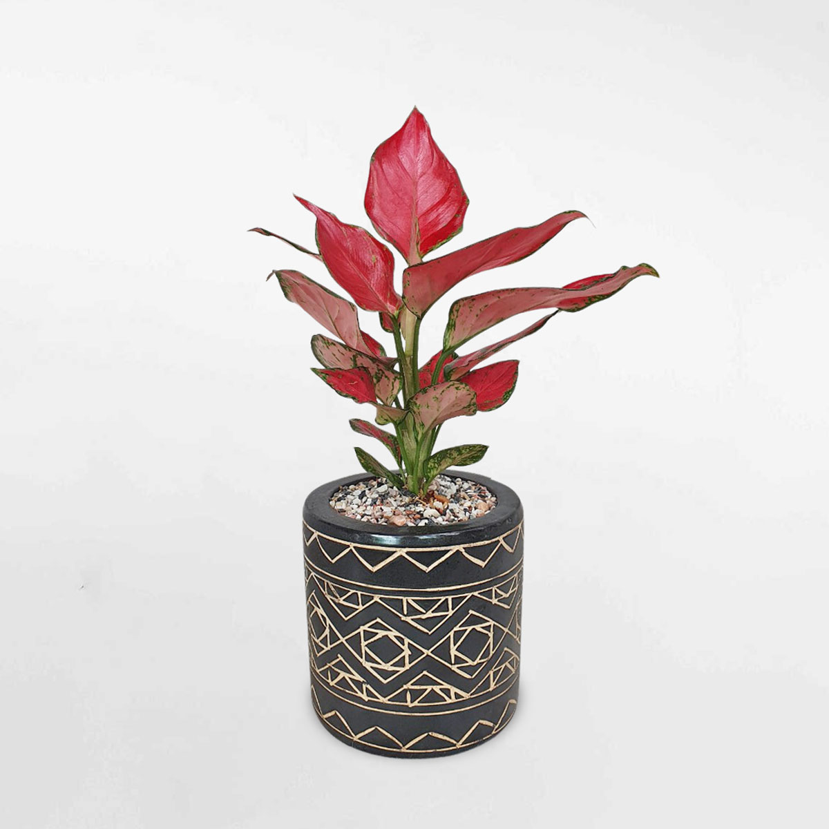 cay van loc son de ban chau su 1