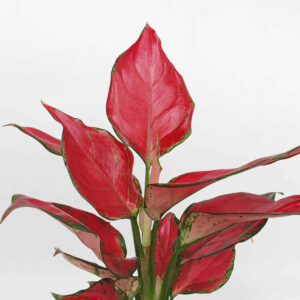 cay van loc son de ban chau su 2