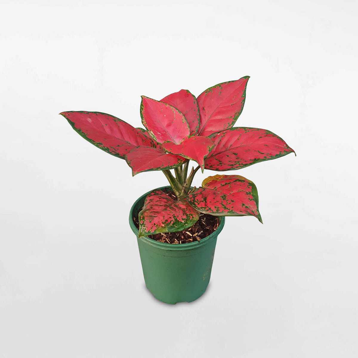 cay van loc son mau do 1