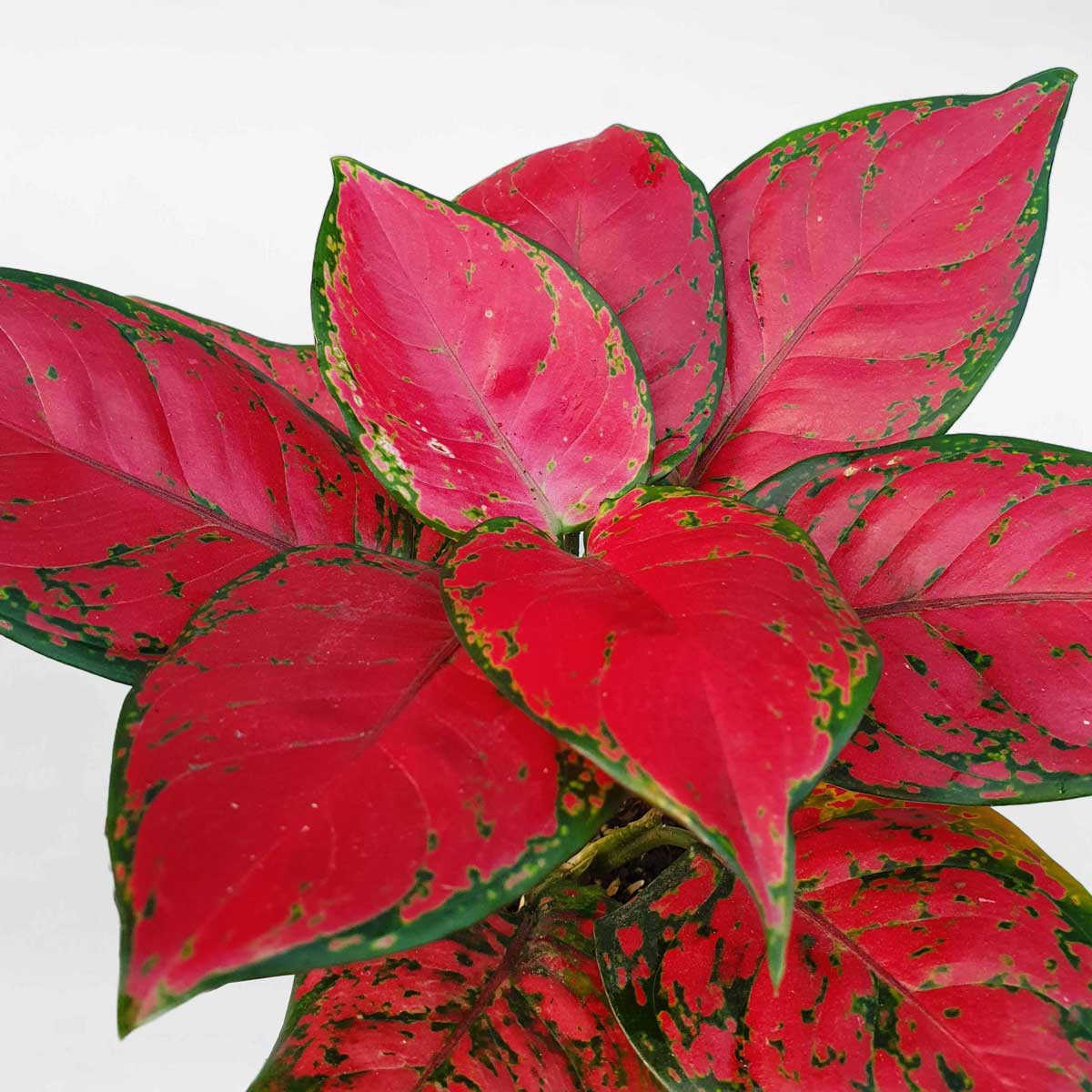 cay van loc son mau do 2