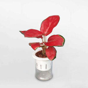 cay van loc son thuy sinh aglaonema red star 1a
