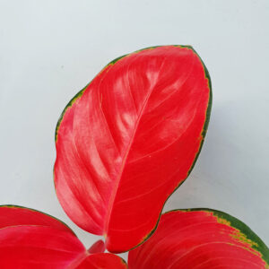 vạn lộc đỏ thủy sinh