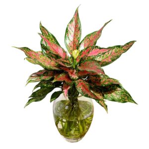 cây vạn lộc thủy sinh