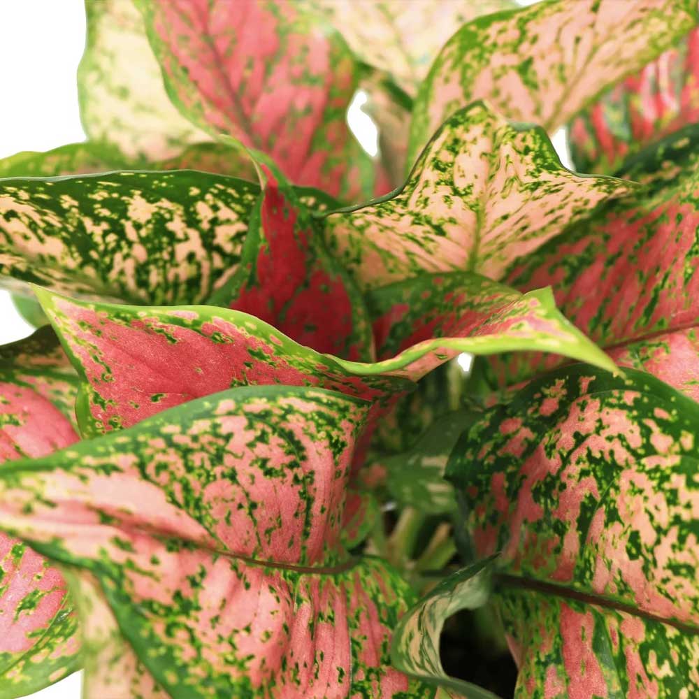 cay van loc thuy sinh 2 1