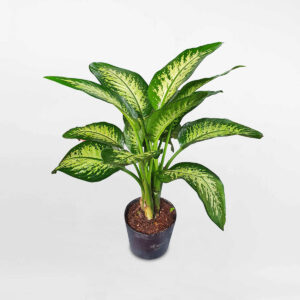 cay van nien thanh chau uom 1