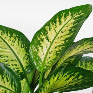 cay van nien thanh chau uom 2