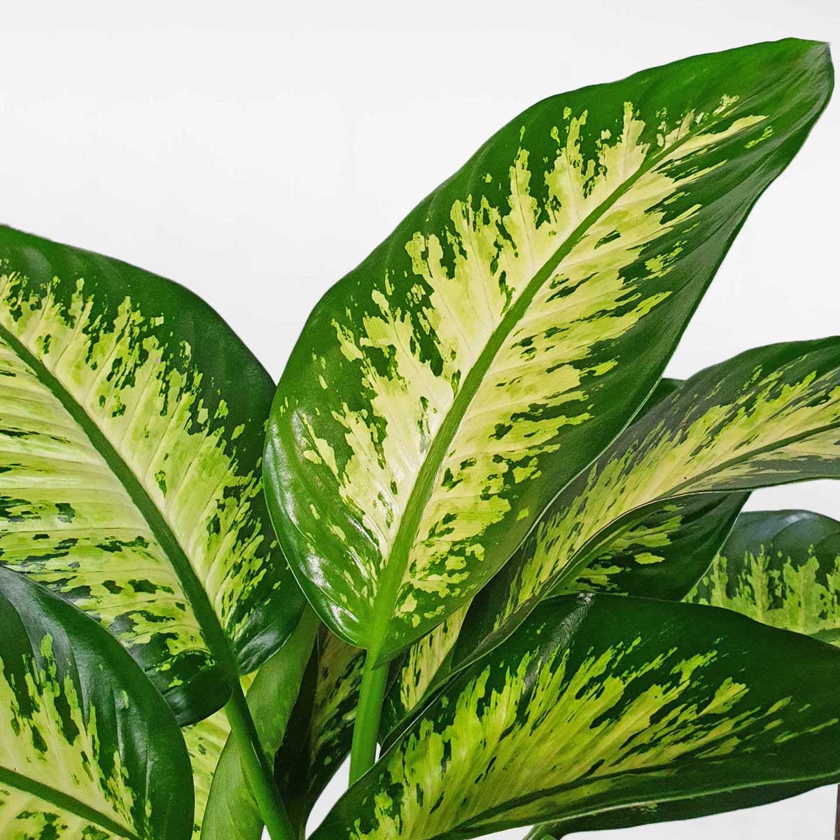 cay van nien thanh chau uom 2