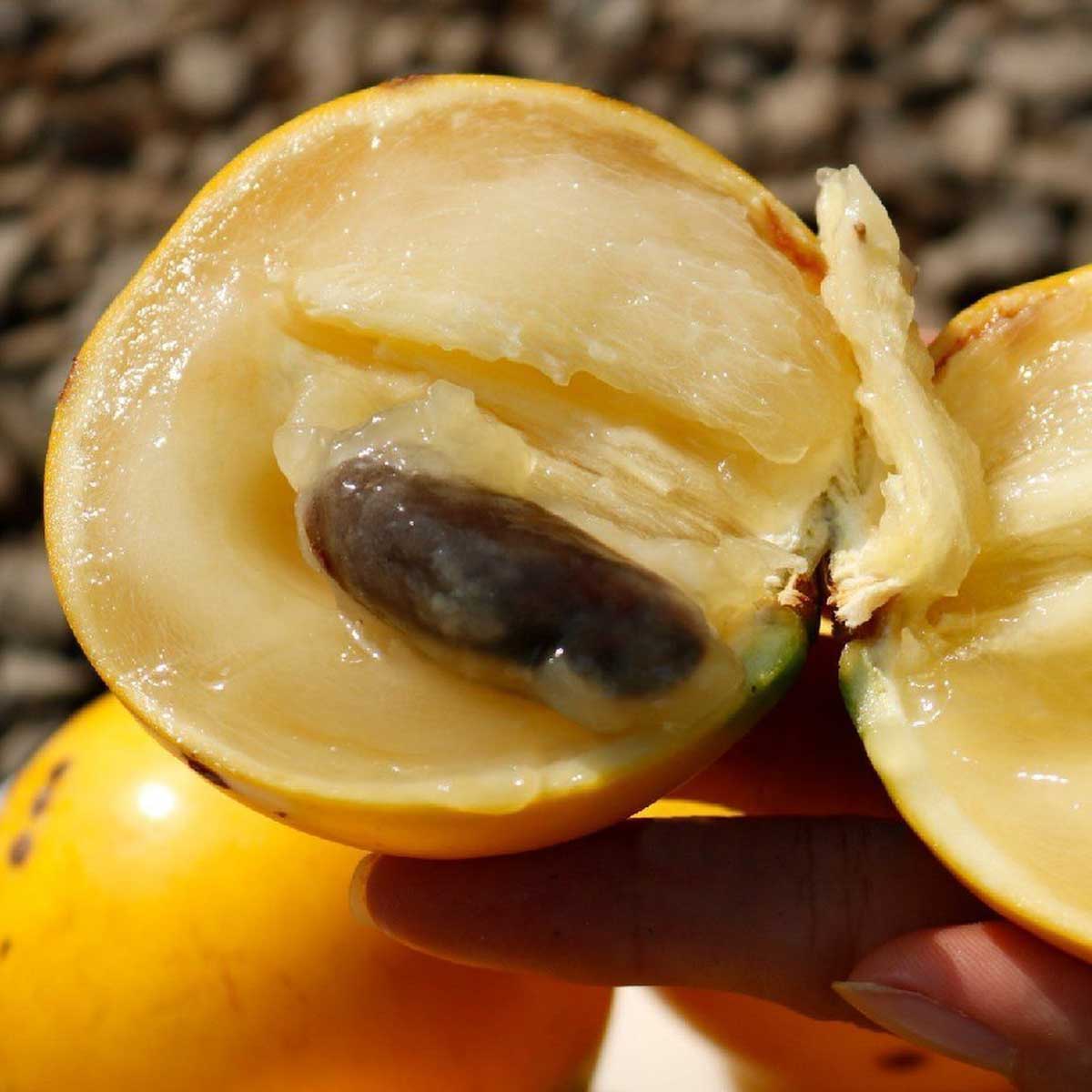 cay vu sua hoang kim 3