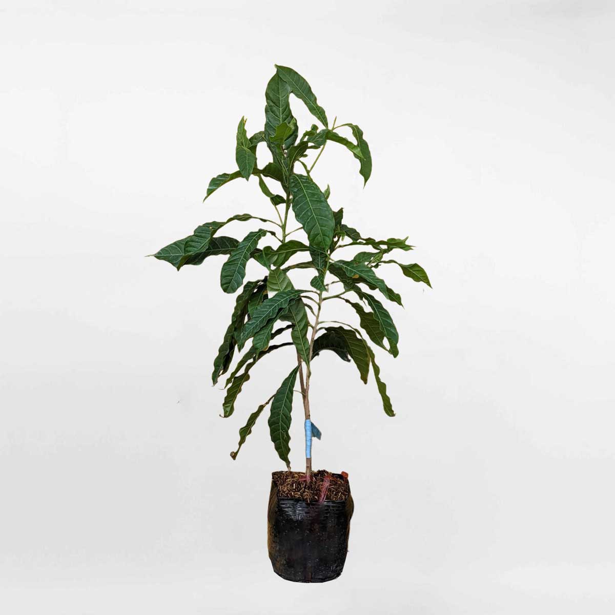 cay vu sua hoang kim