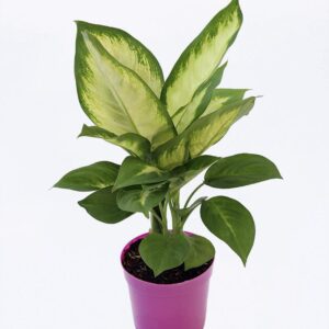 cay lan thanh 126fa435 695f 4ff8 a793