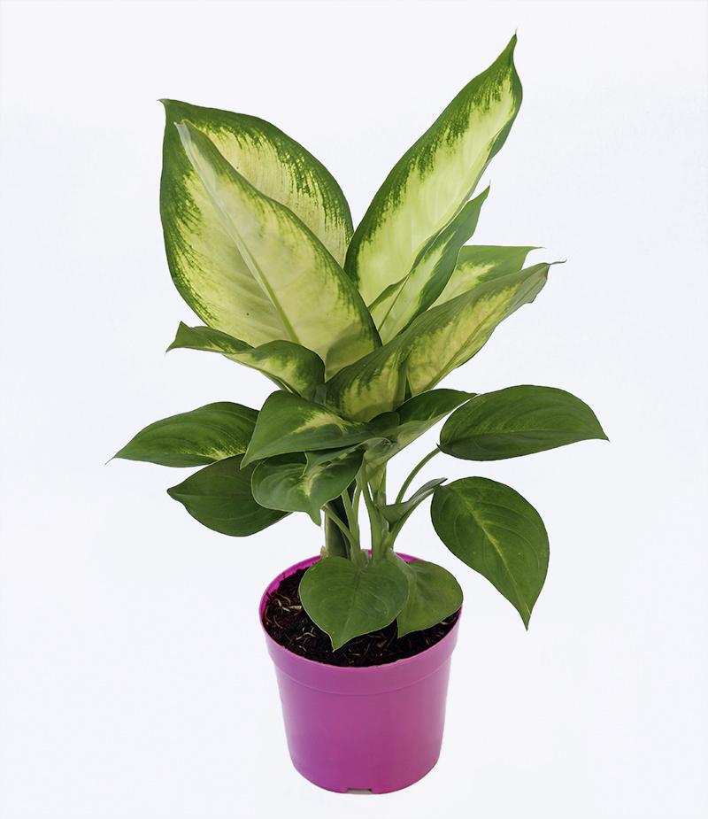 cay lan thanh 126fa435 695f 4ff8 a793