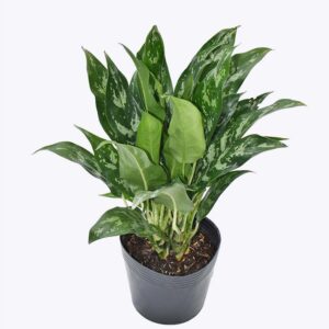 Cây Ngân Hậu Giống Mới – Cao 41 Cm