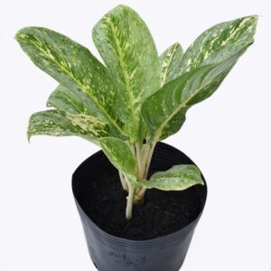 Cây Cung Điện Vàng – Chậu Đất Nung