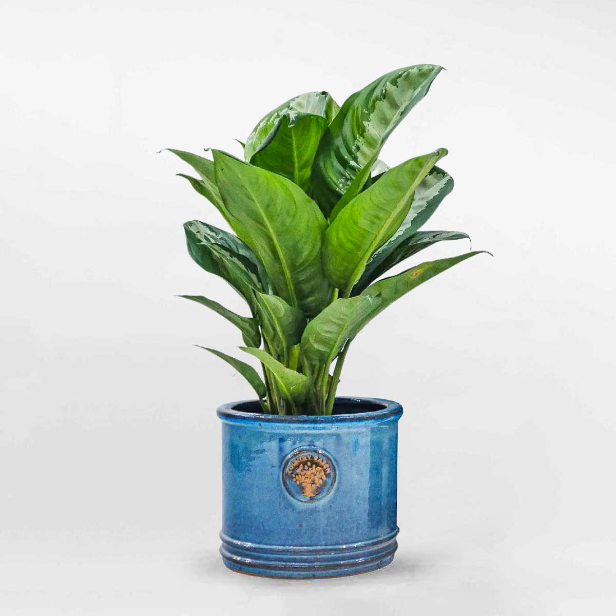 caynganhauchausumowgarden