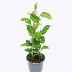 Cây chanh dây chậu ươm FRUI012