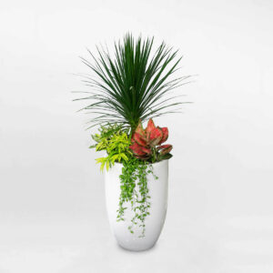 chau cay qua tang phoi phat tai nui