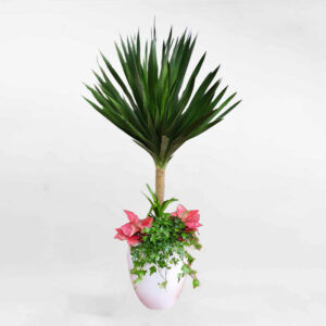 chau cay van phong mix phat tai nui mowgarden