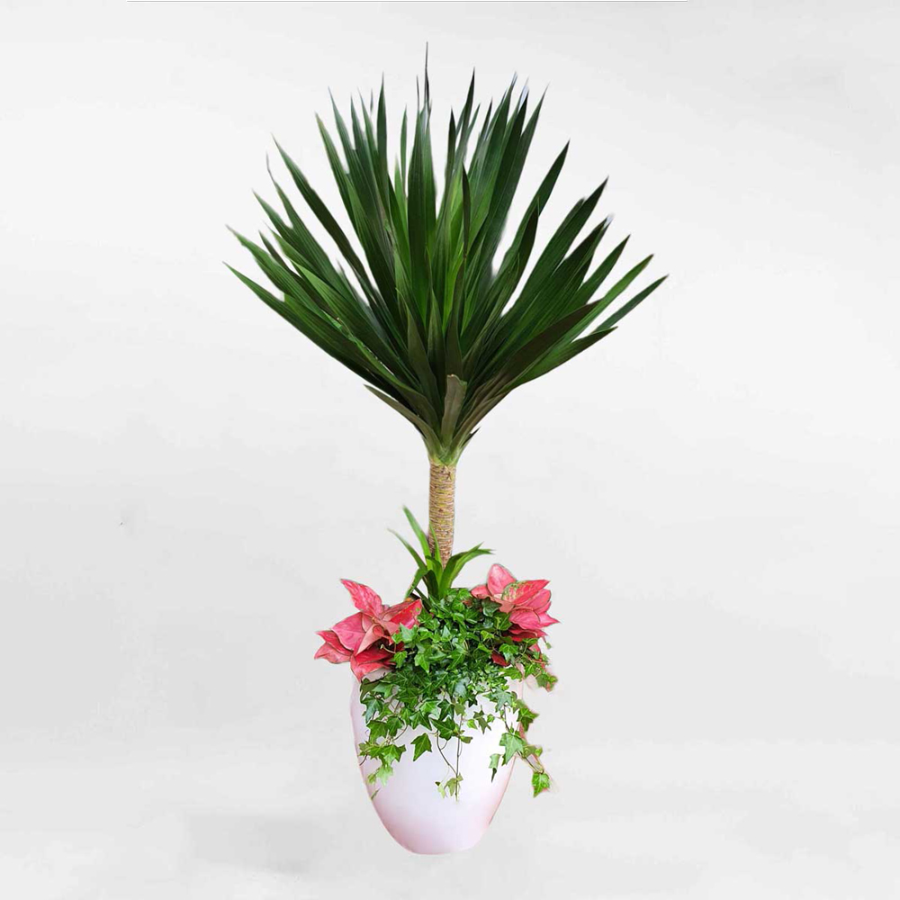 chau cay van phong mix phat tai nui mowgarden