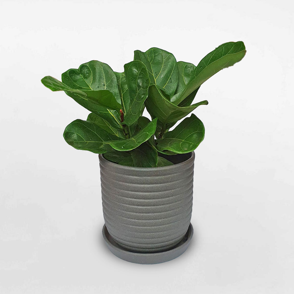 chau dat nung son cao cap 2 1