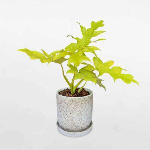 chau dat nung van gia da 4 1