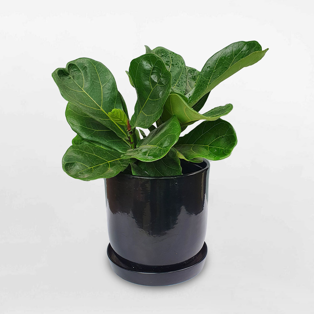 chau den de ban co dia 2