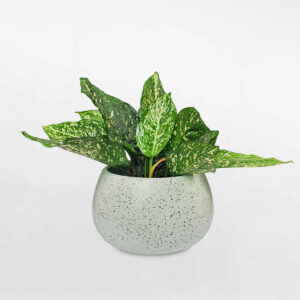 chau gom su van gia da 5