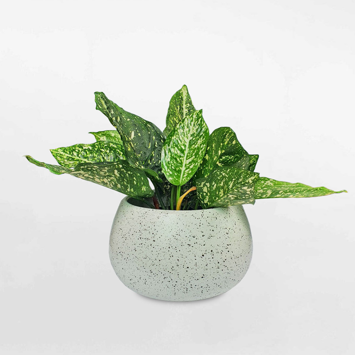 chau gom su van gia da 5