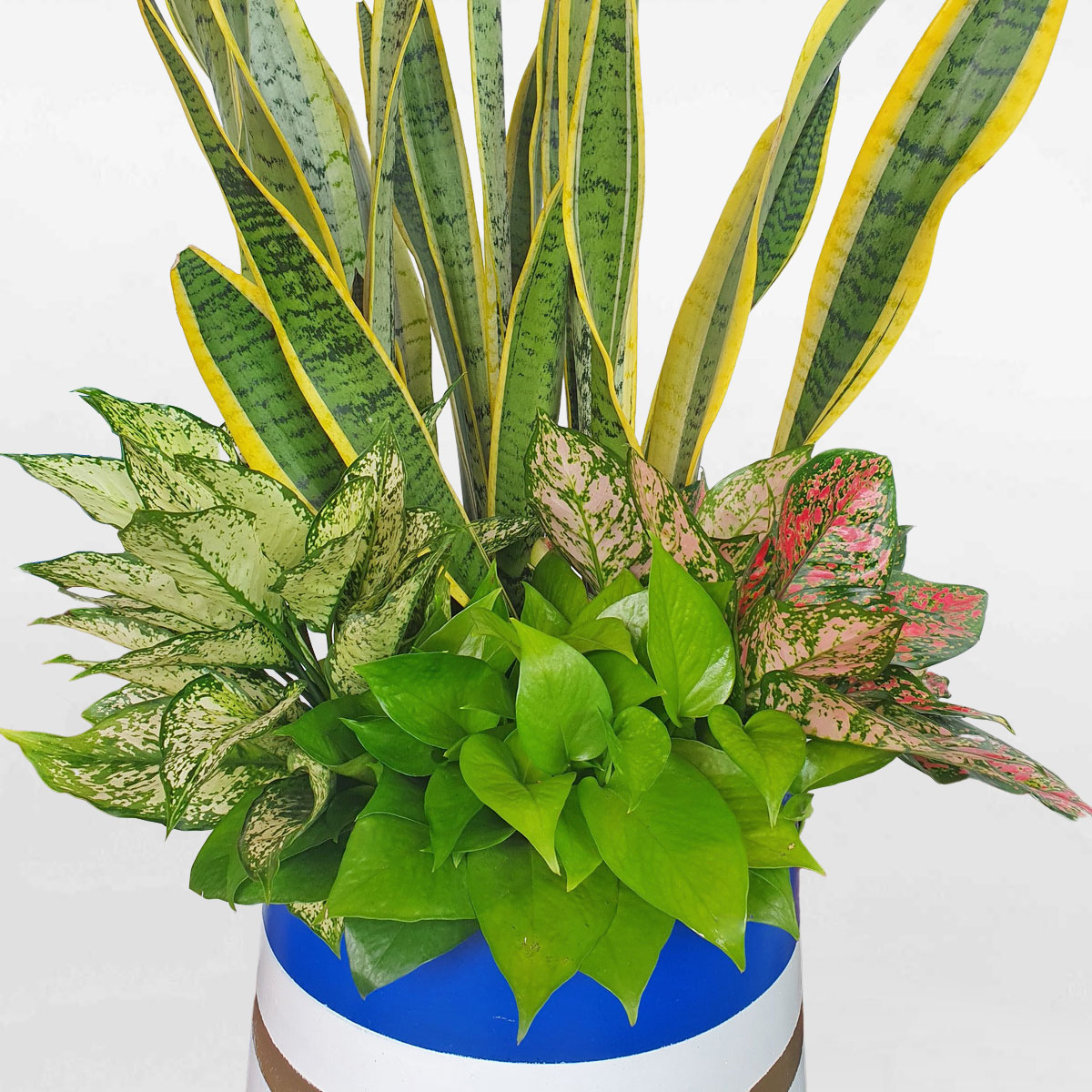 chau mix cay canh van phong 2