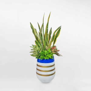 chau mix cay canh van phong