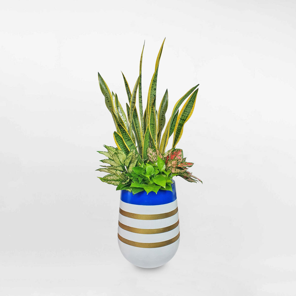 chau mix cay canh van phong