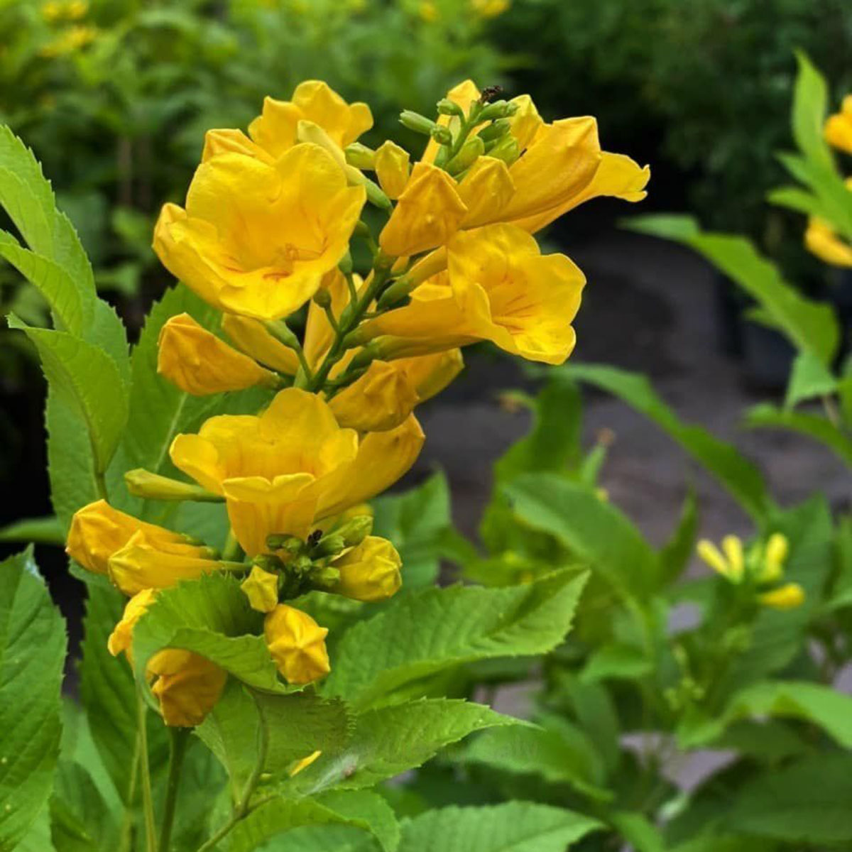 chuongvangmowgarden2