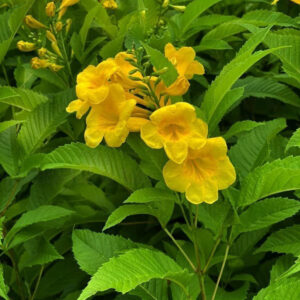 chuongvangmowgarden3