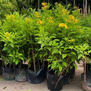 chuongvangmowgarden4