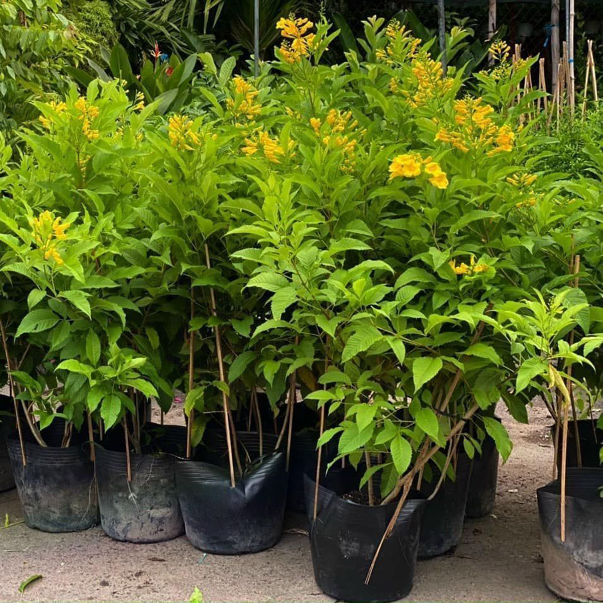 chuongvangmowgarden4