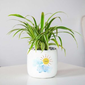 co lan chi de ban chau gom trang mowgarden