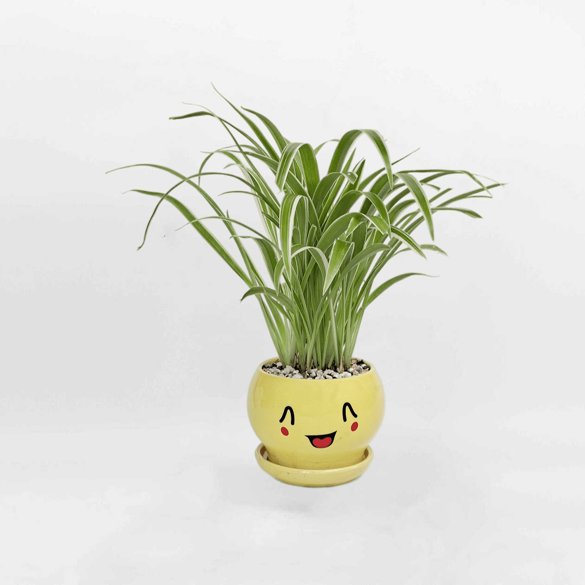 co lan chi de ban mowgaden