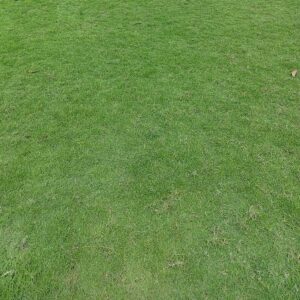 co nhung nhat gia re 2