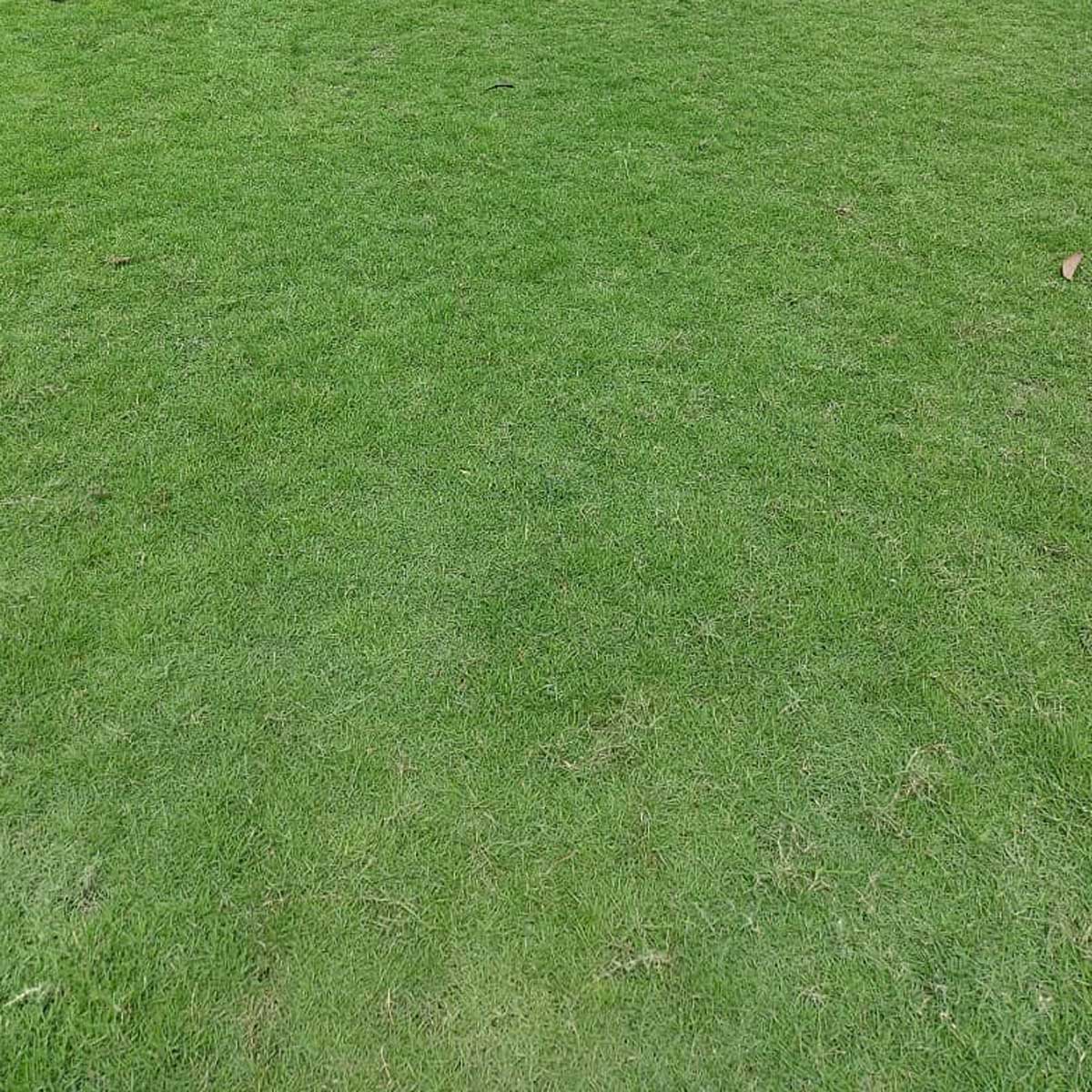 co nhung nhat gia re 2