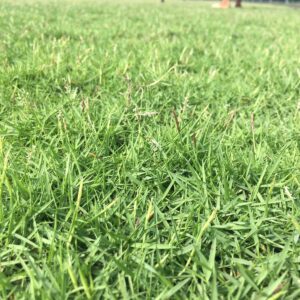 co nhung nhat gia re 3