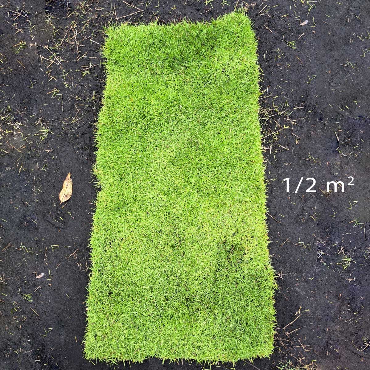 co nhung nhat gia re