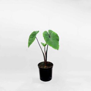 colocasia pharaohs mask