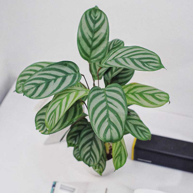 ctenanthe setosa calathea compact star