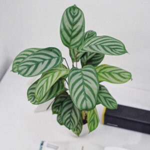 ctenanthe setosa calathea compact star