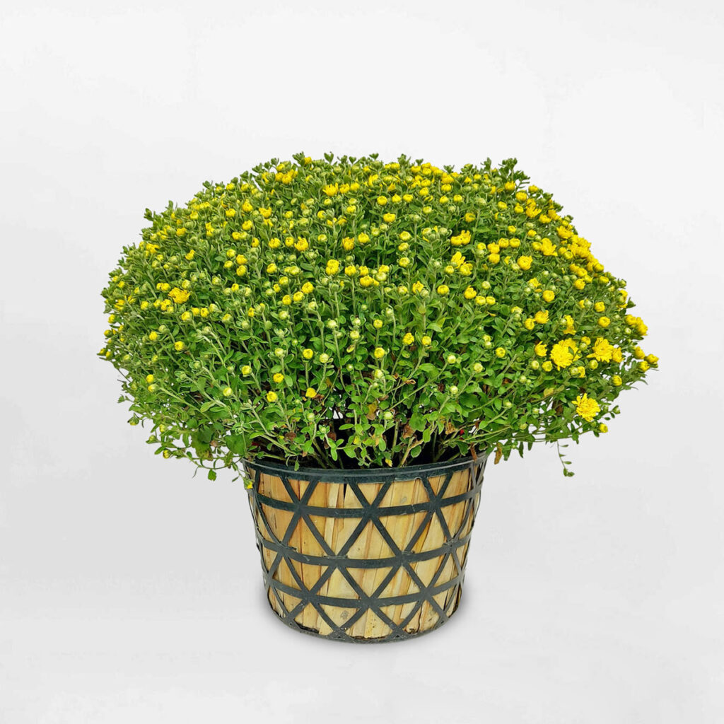 cuc mam xoi chau nhua 1