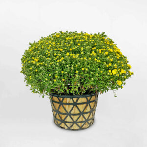 cuc mam xoi chau nhua 1