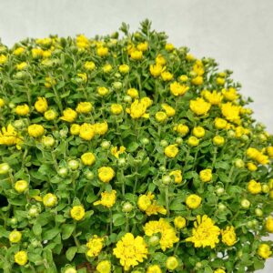 cuc mam xoi chau nhua 2