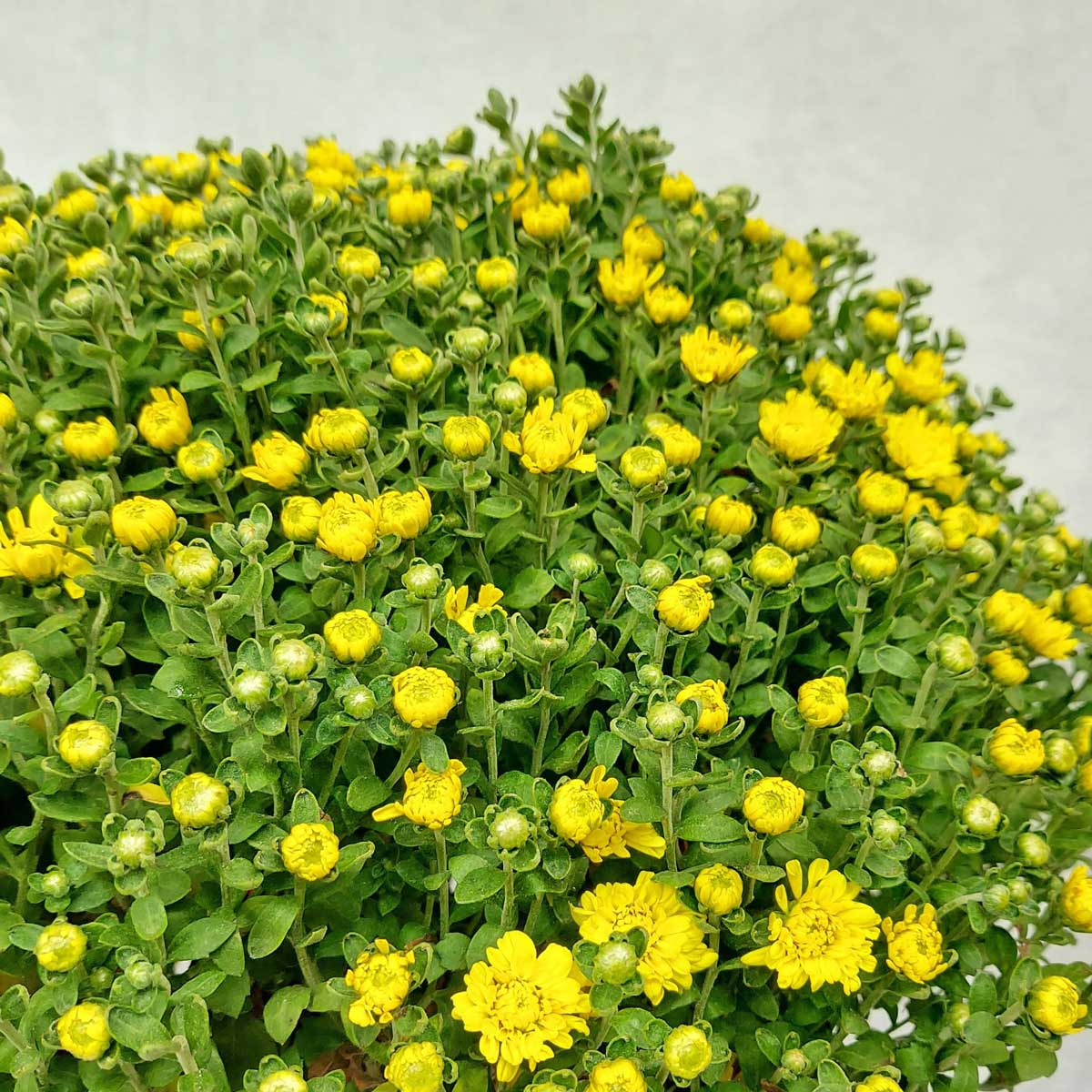 cuc mam xoi chau nhua 2